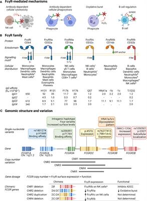 FcγR Genetic Variation and HIV-1 Vaccine Efficacy: Context And Considerations